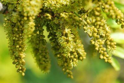 Gleditsia triacanthos 'Sunburst' - dřezovec trojtrnný 'Sunburst' - detail květenství